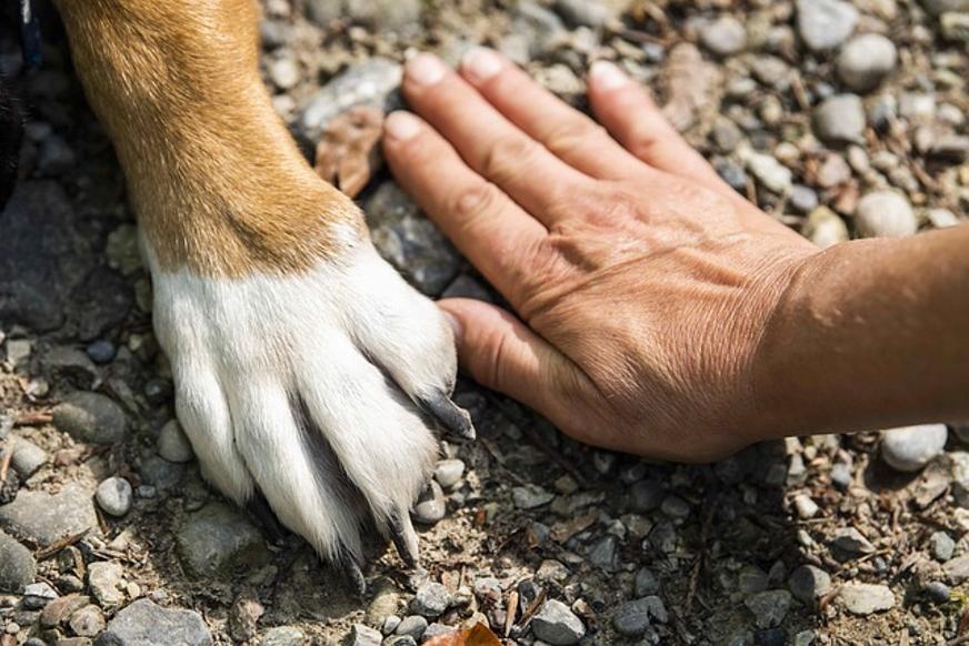 How to Put on a Top Paw Harness (2024)